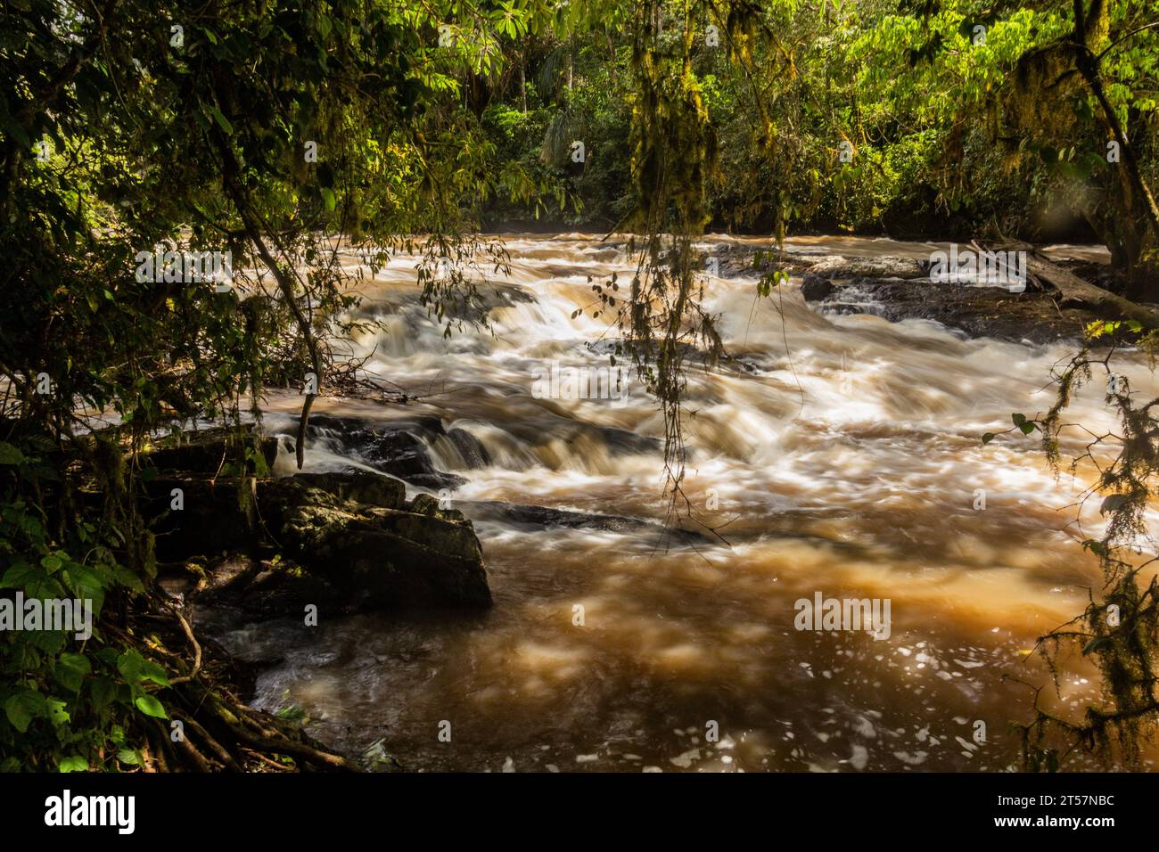 Rivière Yala dans la réserve forestière de Kakamega, Kenya Banque D'Images