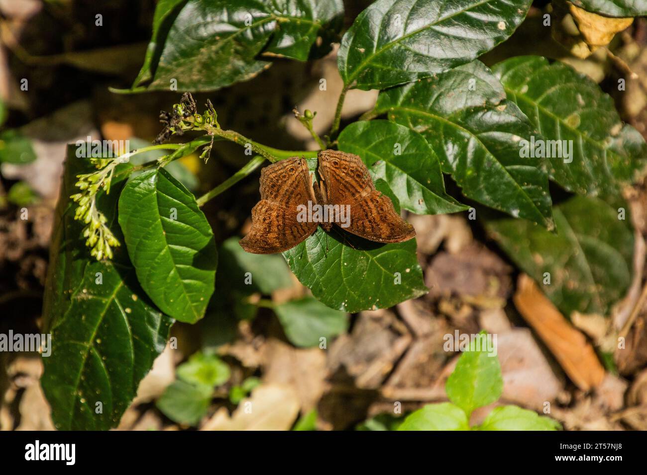 Le papillon Brown Pansy (Junonia gregorii) de Gregori dans la réserve forestière de Kakamega, au Kenya Banque D'Images