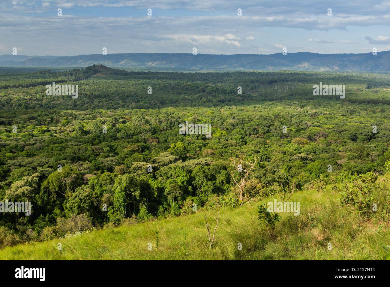 Vue aérienne de la Réserve forestière de Kakamega, Kenya Banque D'Images