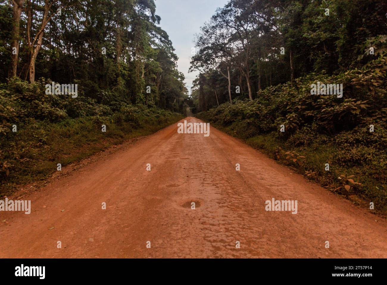 Route dans la réserve forestière de Kakamega, Kenya Banque D'Images