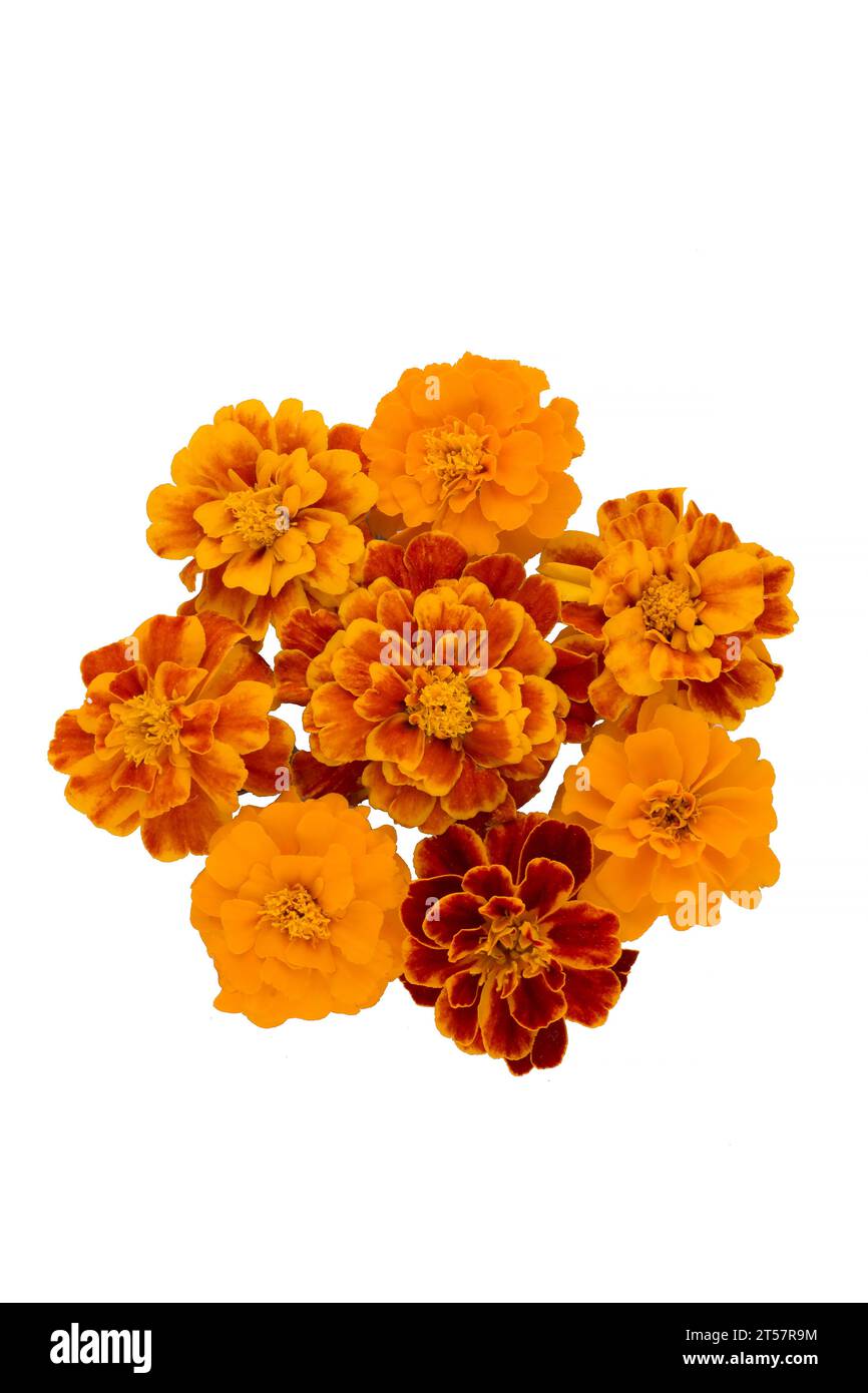 Fleur de Marigold isolée sur blanc, nom latin Tagetes Banque D'Images