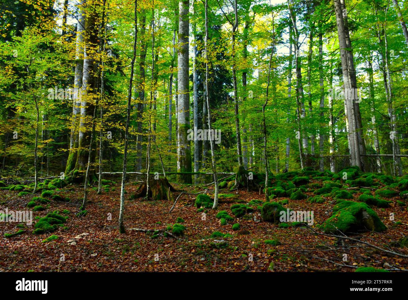 Belle forêt tempérée mixte de conifères et de feuillus du Rajhenav à Kocevski Rog, Slovénie avec des roches couvertes de mousse sur le sol Banque D'Images
