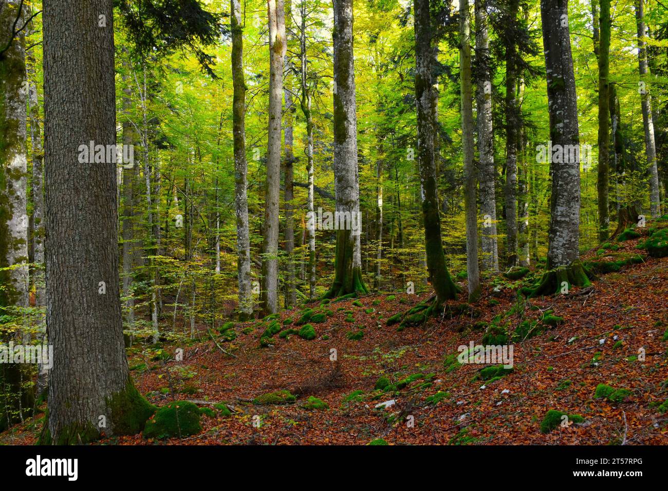 Forêt mixte de hêtres et de sapins de feuillus et de conifères Rajhenav à Kocevski Rog, Slovénie Banque D'Images
