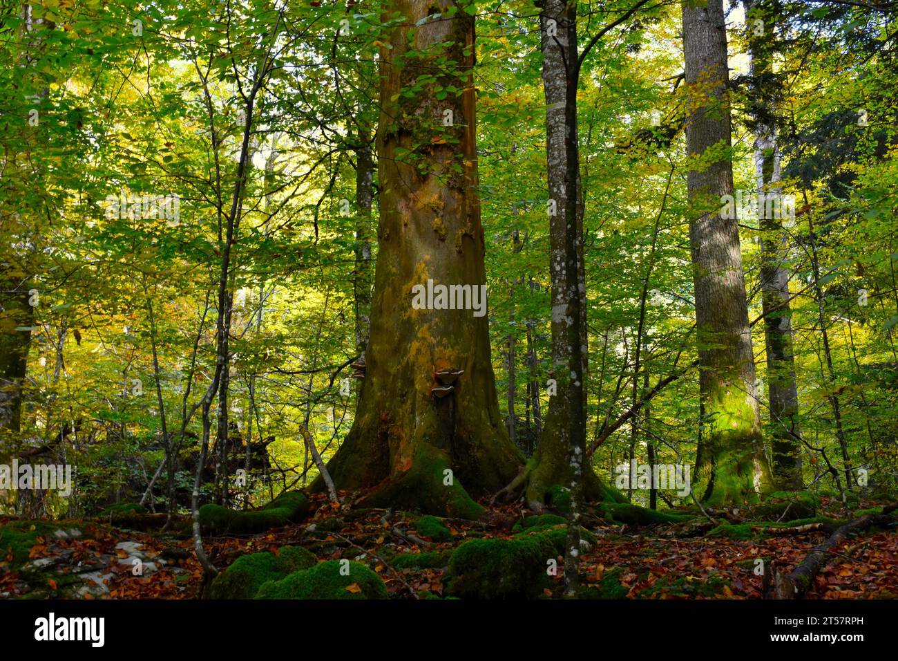 Accroc debout en décomposition dans la forêt mixte tempérée de conifères et de feuillus anciens de Rajhenav à Kocevski Rog, Slovénie Banque D'Images