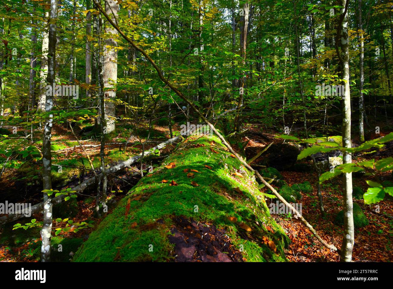 Tronc d'arbre couvert de mousse et de champignons en décomposition dans la forêt primitive de Rajhenav à Kocevski Rog, Slovénie Banque D'Images