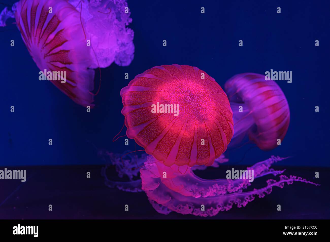 Groupe de méduses fuorescentes nageant dans la piscine d'aquarium sous-marine avec la lumière de néon rose. L'ortie de mer sud-américaine chrysaora plocamia dans l'eau bleue, Banque D'Images