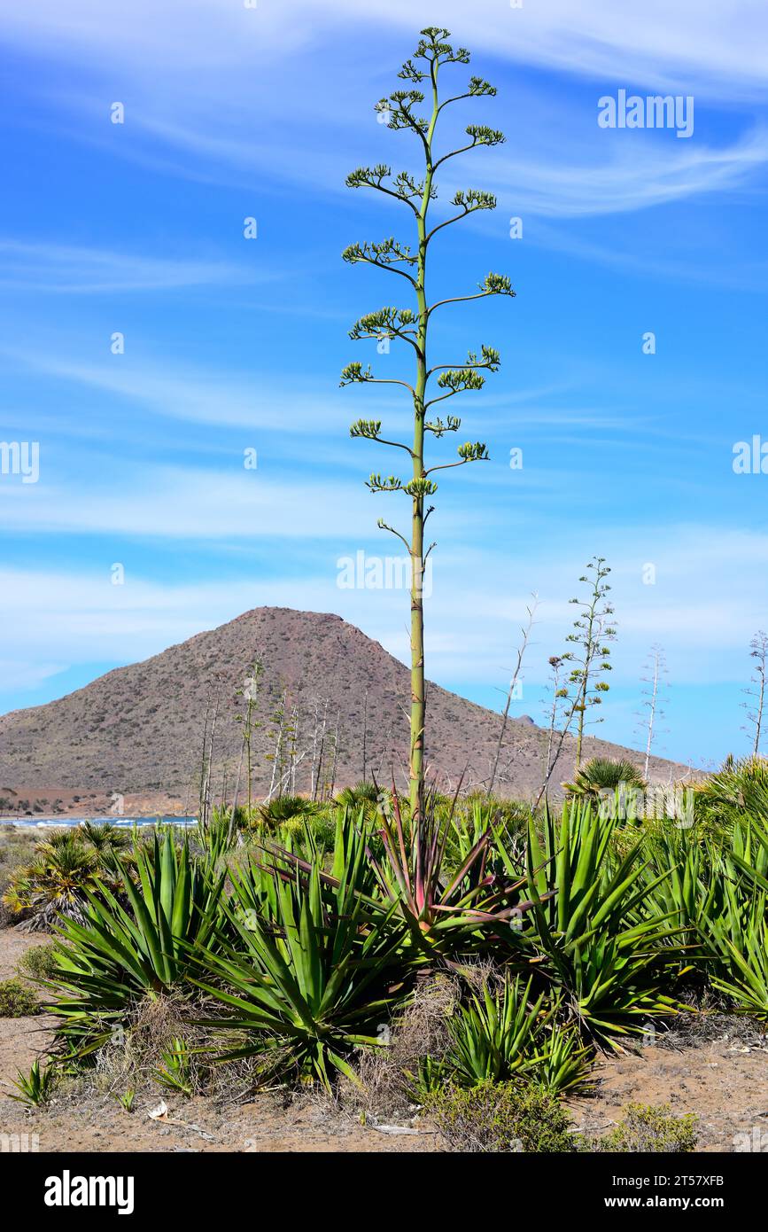 Le sisal (Agave sisalana) est une plante succulente originaire du Yucatan (Mexique). Sisal produit des fibres très résistantes utilisées dans l'industrie pour les géotextiles, ROP Banque D'Images