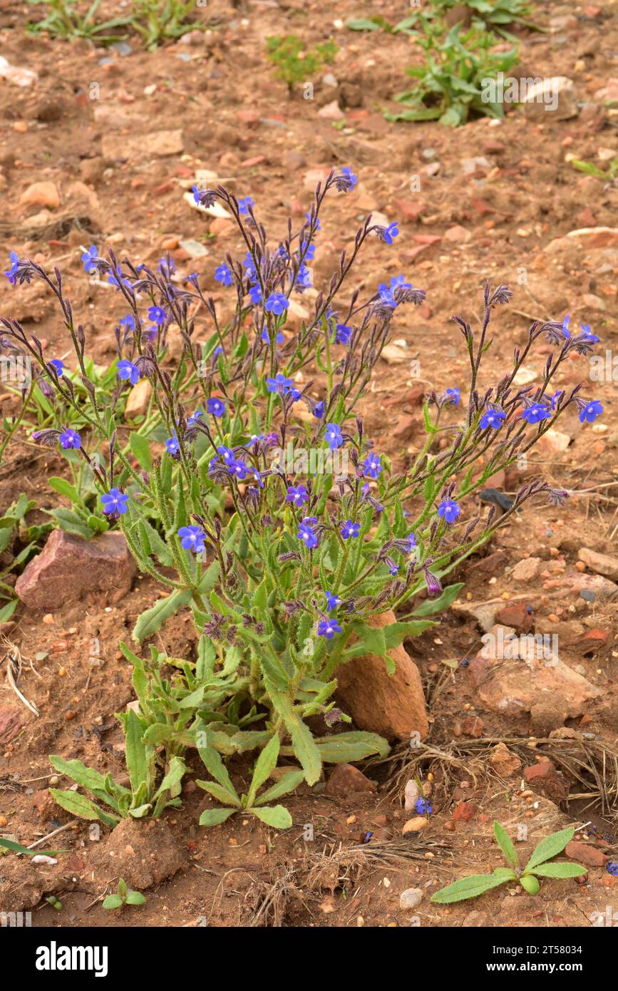 Le bugloss italien (Anchusa azurea) est une plante vivace originaire d'Europe, d'Afrique du Nord et d'Asie occidentale. Cette photo a été prise à Castrotorafe, Zamora, Banque D'Images