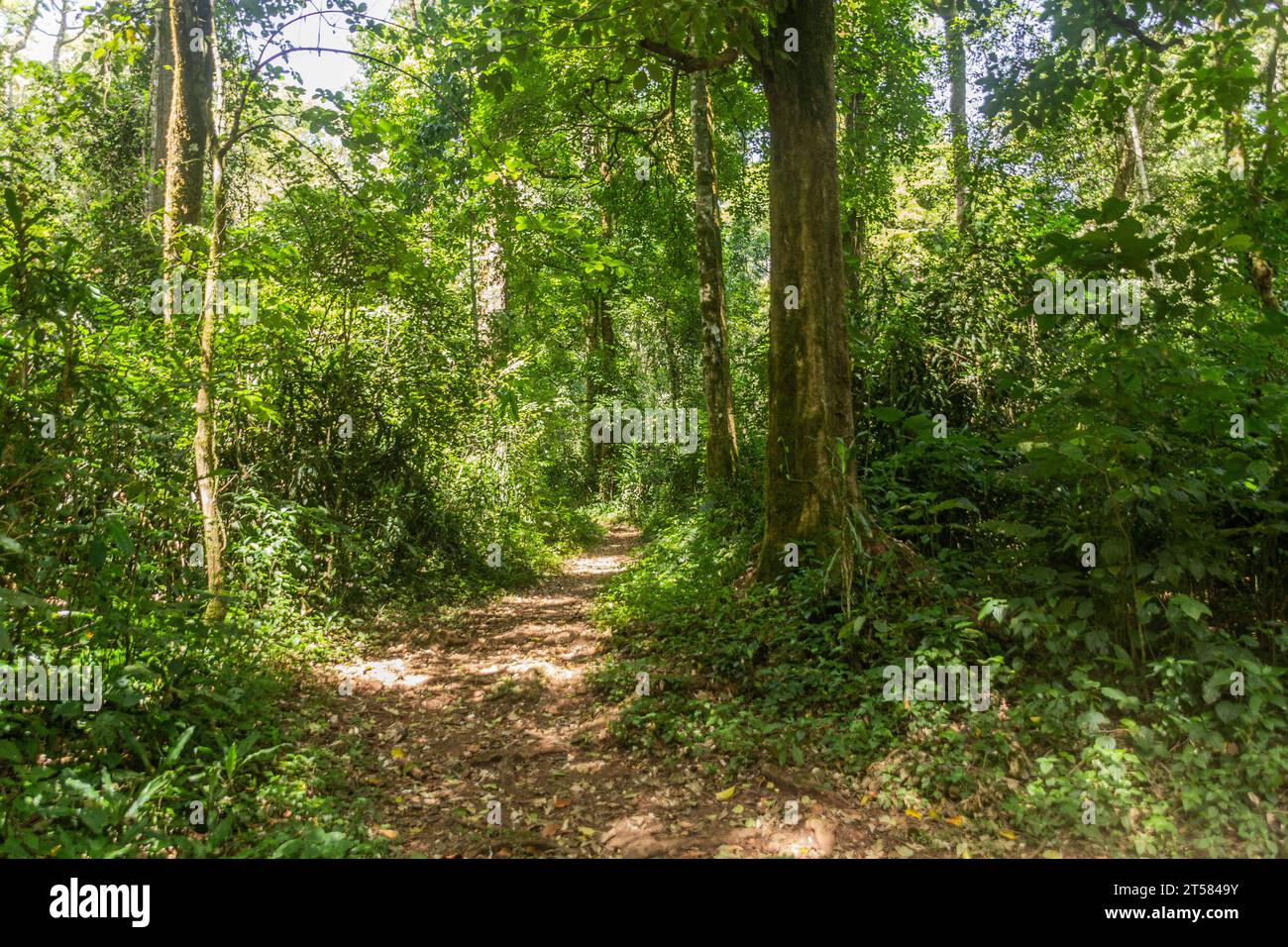 Sentier de randonnée dans la réserve forestière de Kakamega, Kenya Banque D'Images