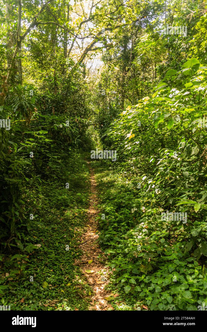 Sentier de randonnée dans la réserve forestière de Kakamega, Kenya Banque D'Images