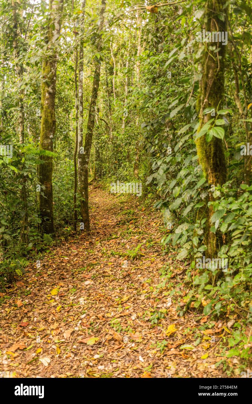 Sentier de randonnée dans la réserve forestière de Kakamega, Kenya Banque D'Images