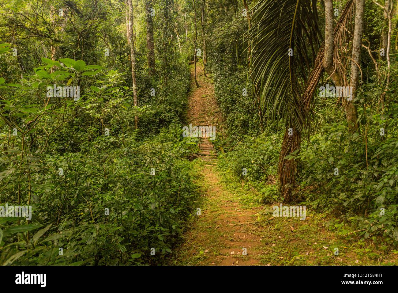 Sentier de randonnée dans la réserve forestière de Kakamega, Kenya Banque D'Images