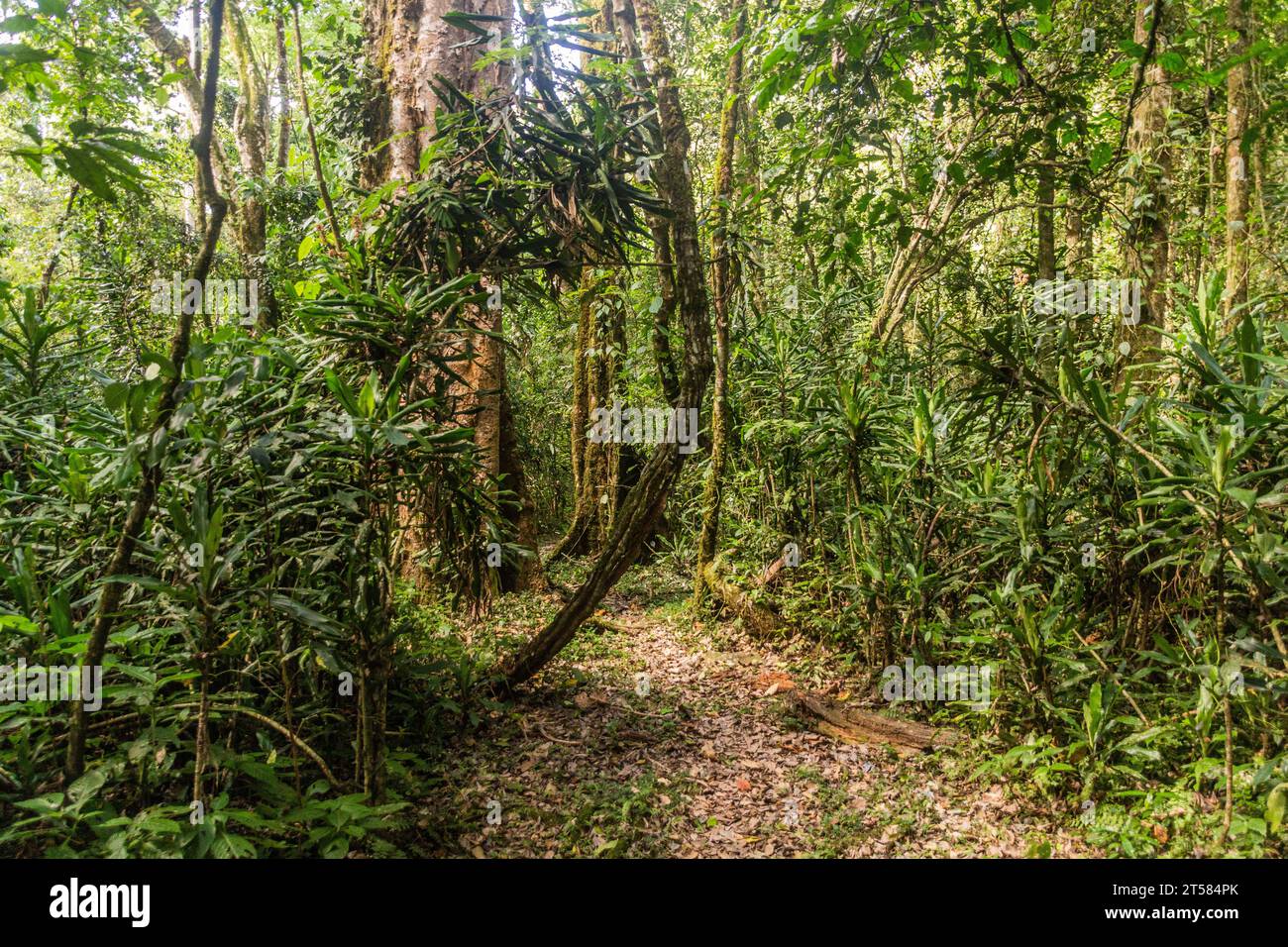 Sentier de randonnée dans la réserve forestière de Kakamega, Kenya Banque D'Images