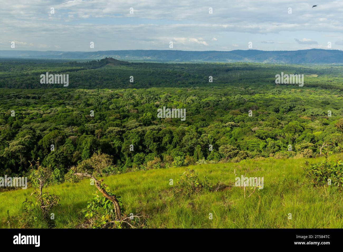 Vue aérienne de la Réserve forestière de Kakamega, Kenya Banque D'Images