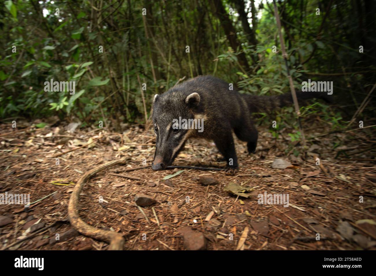 Coati sud-américain dans le parc national de Iguazú. Coati se nourrit dans la forêt. Mammifère sud-américain avec long museau. Banque D'Images Coati sud-américain dans le parc national de Iguazú. Coati se nourrit dans la forêt. Mammifère sud-américain avec long museau. Banque D'Images