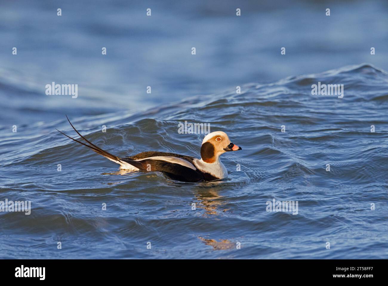 Canard à longue queue (Clangula hyemalis / Anas hyemalis) mâle en plumage non-beeding nageant en mer en hiver Banque D'Images