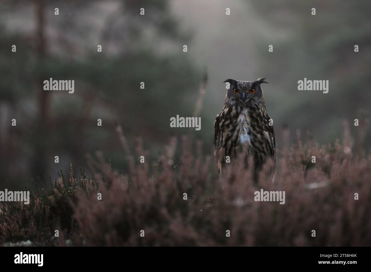 Hibou-aigle Euroasien assis dans la bruyère avec la forêt d'automne à son dos. Photo colorée de la faune Banque D'Images