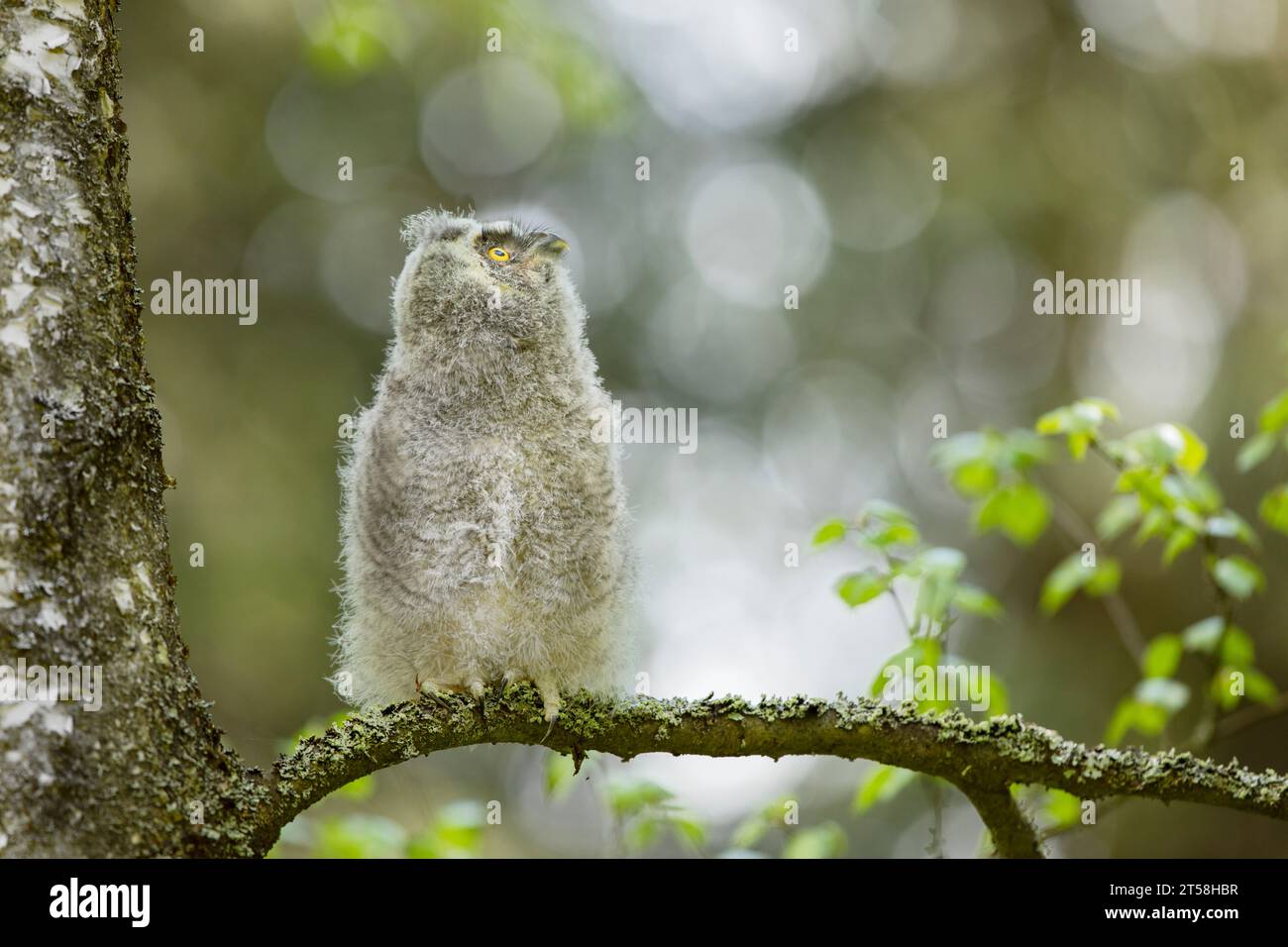 Chouette pelucheuse à oreilles longues (asio otus) assise sur la branche de bouleau. Oiseau dans l'habitat naturel, république tchèque Banque D'Images
