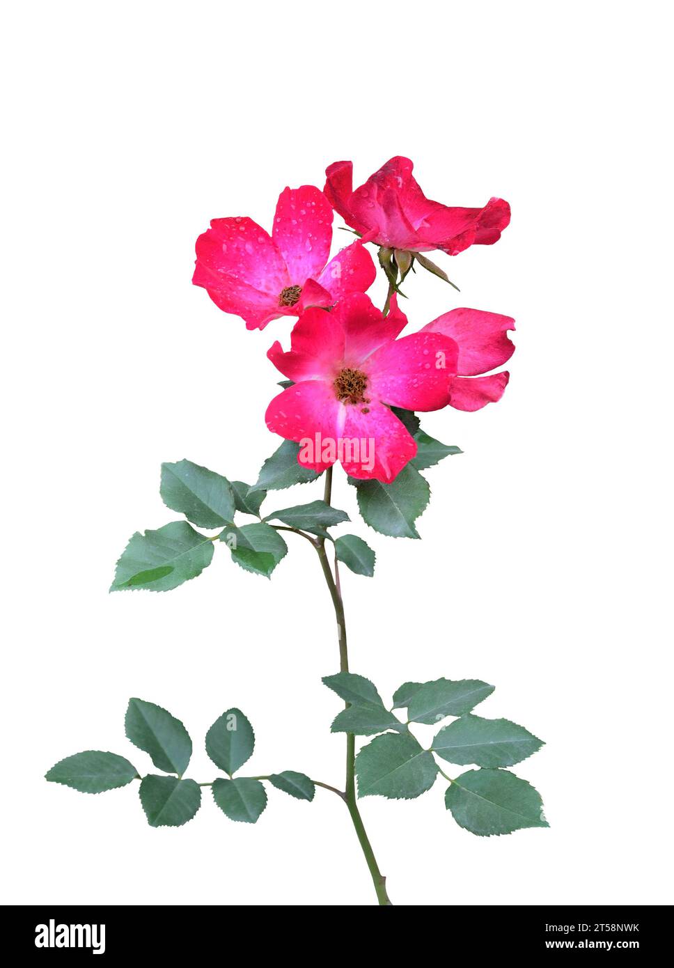 Brindille fleurie de rose hip, chien-rose ou chancre-rose, églantine, briar ou rosa canina avec des fleurs rouges et des feuilles vert-bleu se rapprochent, isolé sur WHI Banque D'Images