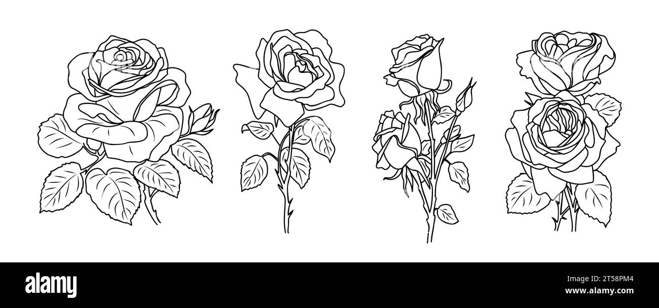 Rose juin mois de naissance ensemble de vecteurs de fleurs isolé. Illustration de Vecteur