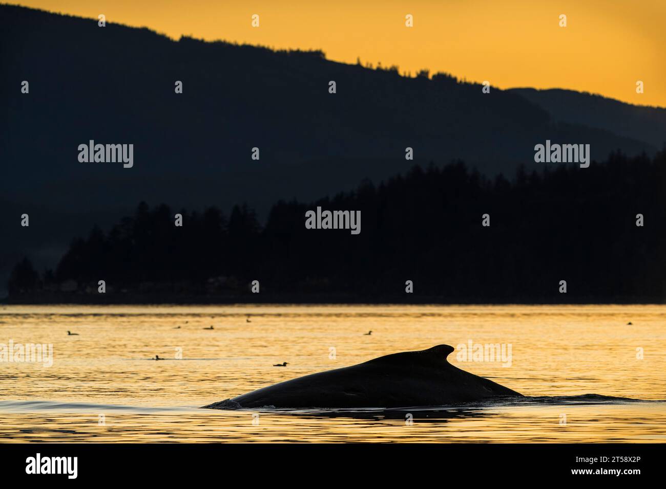 Rorqual à bosse (Ace - BCZ0440) faisant surface au coucher du soleil à la fin de l'automne au large du nord de l'île de Vancouver, territoire des Premières Nations, Territoires traditionnels de Banque D'Images