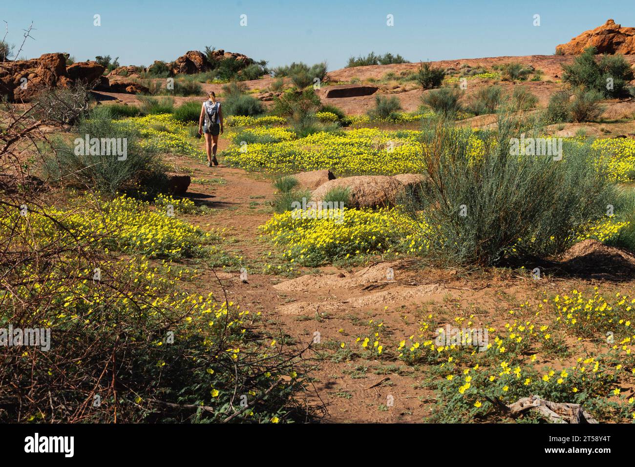 Une femme se promène dans un champ de fleurs sauvages jaunes à Kakamas en Afrique du Sud Banque D'Images