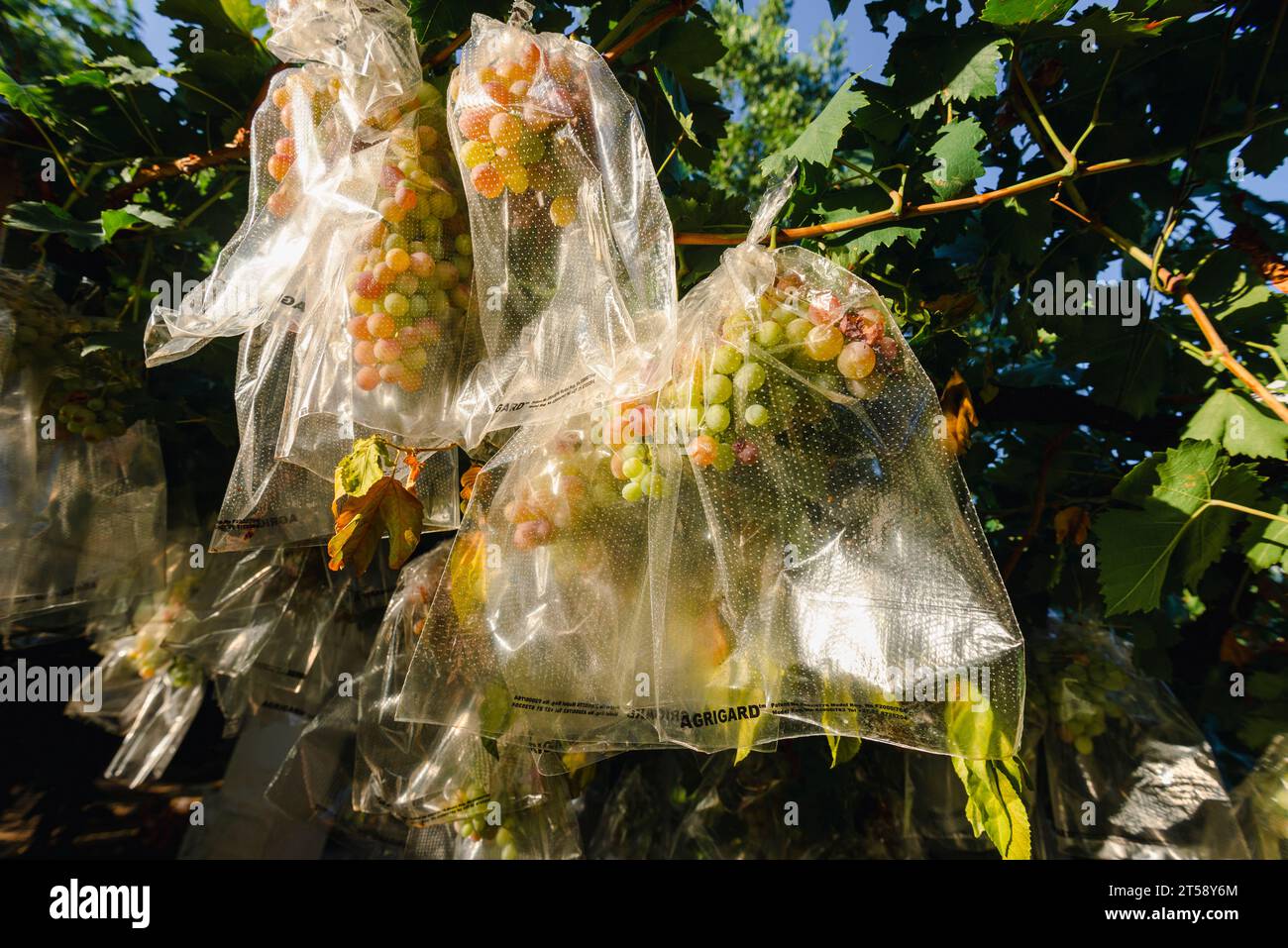 Grappes de raisins protégées par des sacs plastiques sur la vigne en Afrique du Sud Banque D'Images