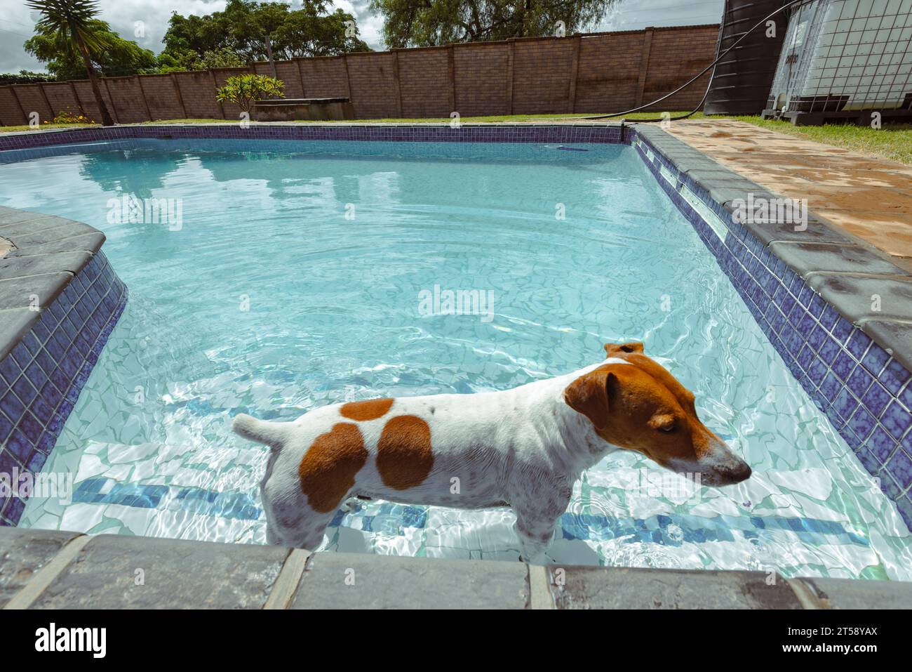 Un dwg Jack russell se rafraîchit dans une piscine dans un jardin à Port Elizabeth Afrique du Sud Banque D'Images