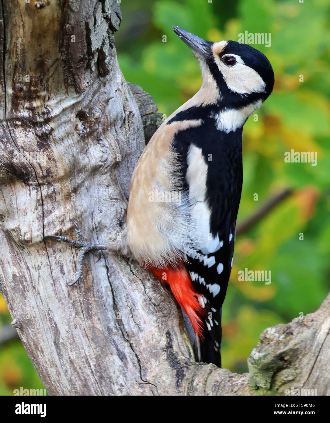 Grand pecker maculé femelle (Dendrocopos major) sur un vieux tronc d'arbre mort dans une forêt de chênes Banque D'Images
