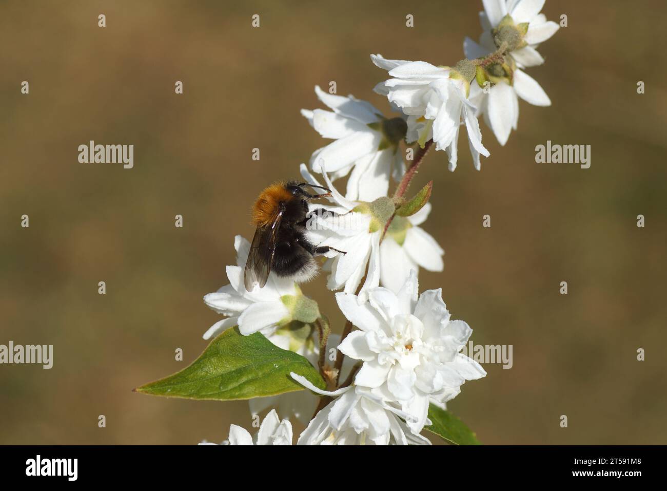 Gros plan Bumblebee d'arbre ou nouveau jardin Bumblebee (Bombus hypnorum) sur les fleurs blanches de l'arbuste Deutzia, famille Hydrangeaceae, jardin hollandais, juin. Banque D'Images