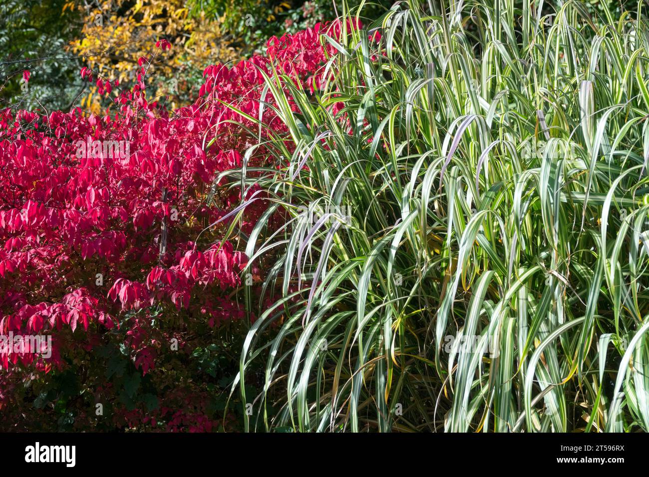 Un beau jardin d'automne octobre le contraste des couleurs de l'herbe et le buisson coloré Euonymus alatus Miscanthus sinensis 'Cabaret' frontière Banque D'Images