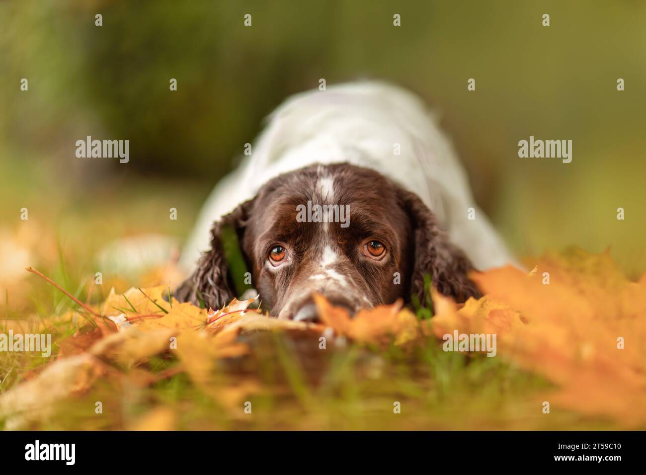 Portrait d'un vieux chien spaniel springer Cocker anglais en automne en plein air Banque D'Images Portrait d'un vieux chien spaniel springer Cocker anglais en automne en plein air Banque D'Images