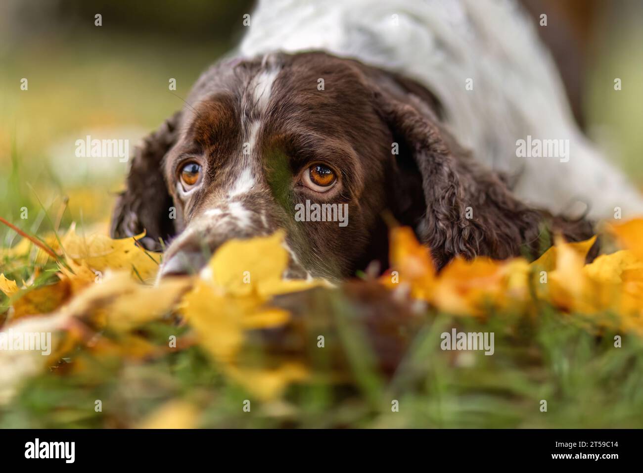 Portrait d'un vieux chien spaniel springer Cocker anglais en automne en plein air Banque D'Images Portrait d'un vieux chien spaniel springer Cocker anglais en automne en plein air Banque D'Images