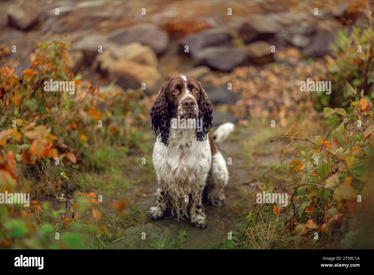 Portrait d'un vieux chien spaniel springer Cocker anglais en automne en plein air Banque D'Images