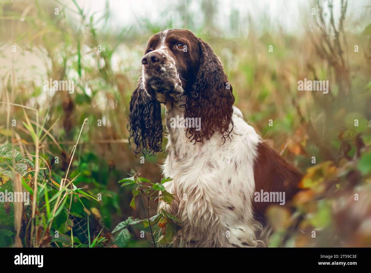 Portrait d'un vieux chien spaniel springer Cocker anglais en automne en plein air Banque D'Images Portrait d'un vieux chien spaniel springer Cocker anglais en automne en plein air Banque D'Images