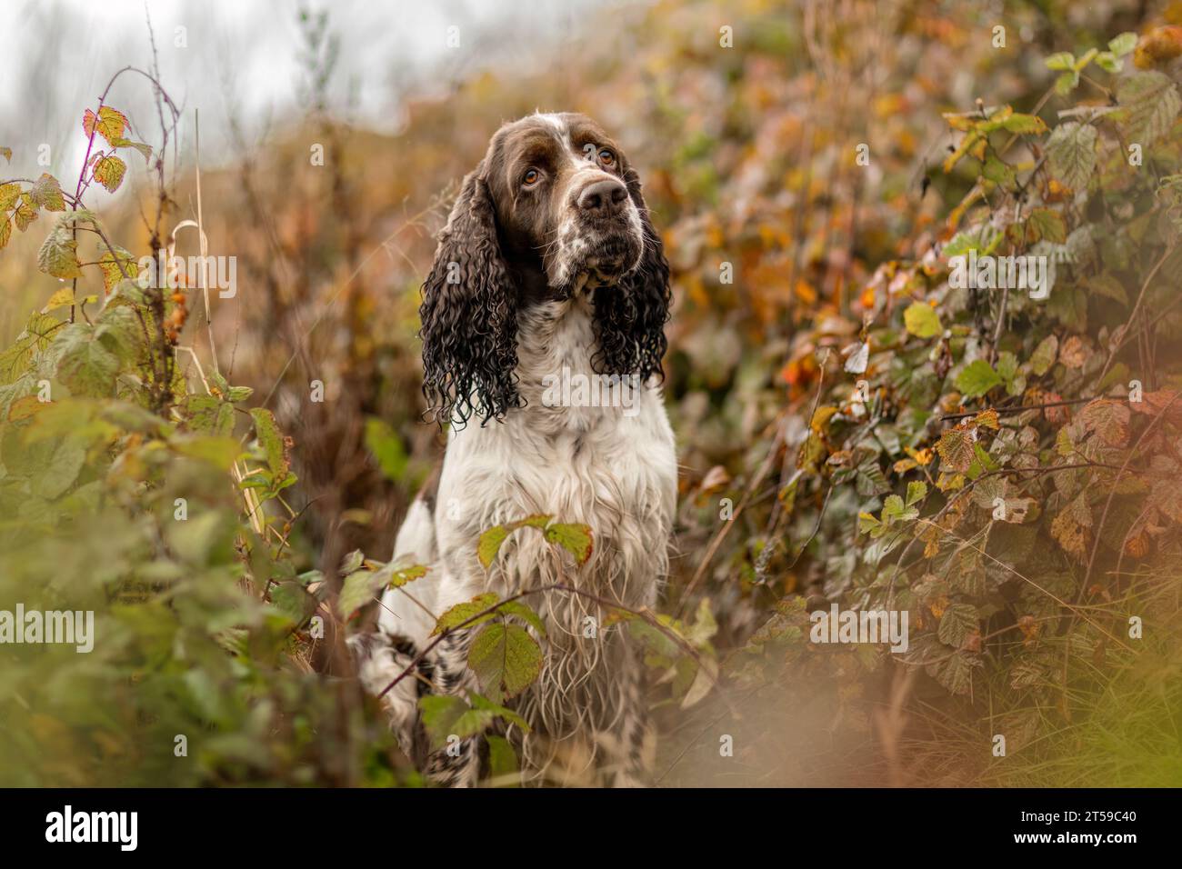 Portrait d'un vieux chien spaniel springer Cocker anglais en automne en plein air Banque D'Images Portrait d'un vieux chien spaniel springer Cocker anglais en automne en plein air Banque D'Images