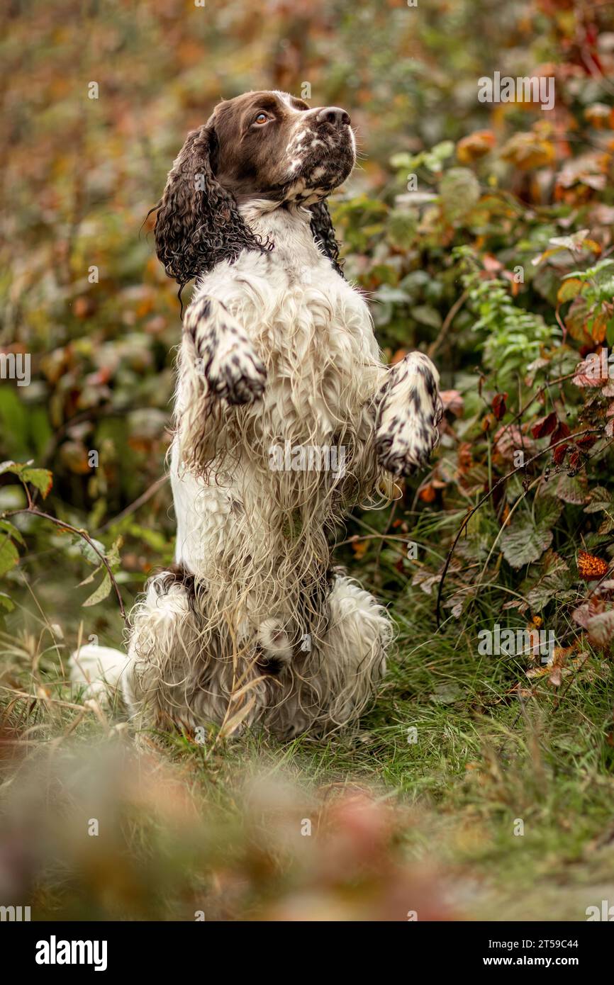 Portrait d'un vieux chien spaniel springer Cocker anglais en automne en plein air Banque D'Images