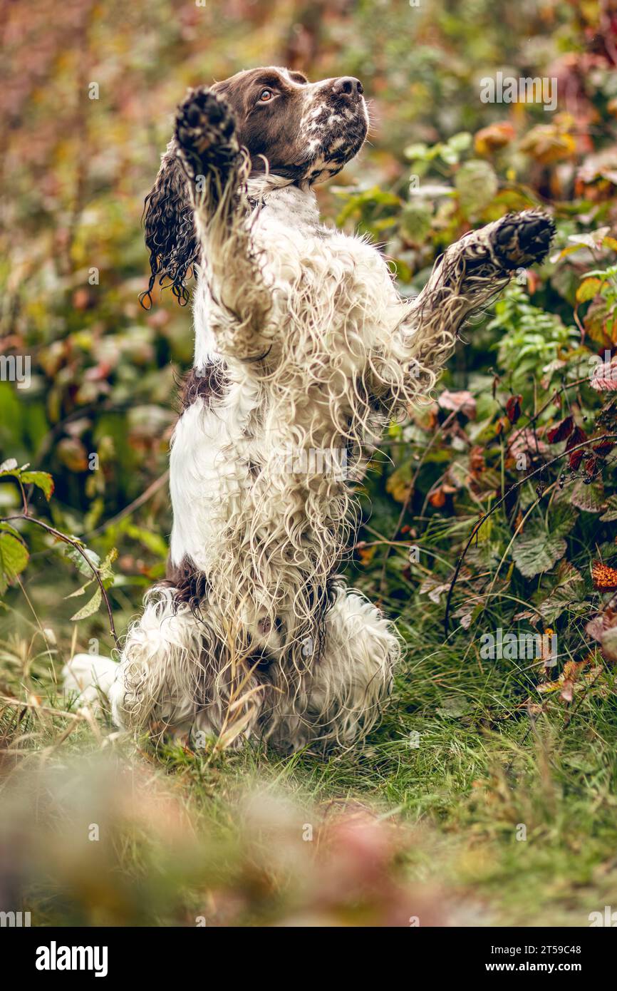 Portrait d'un vieux chien spaniel springer Cocker anglais en automne en plein air Banque D'Images Portrait d'un vieux chien spaniel springer Cocker anglais en automne en plein air Banque D'Images