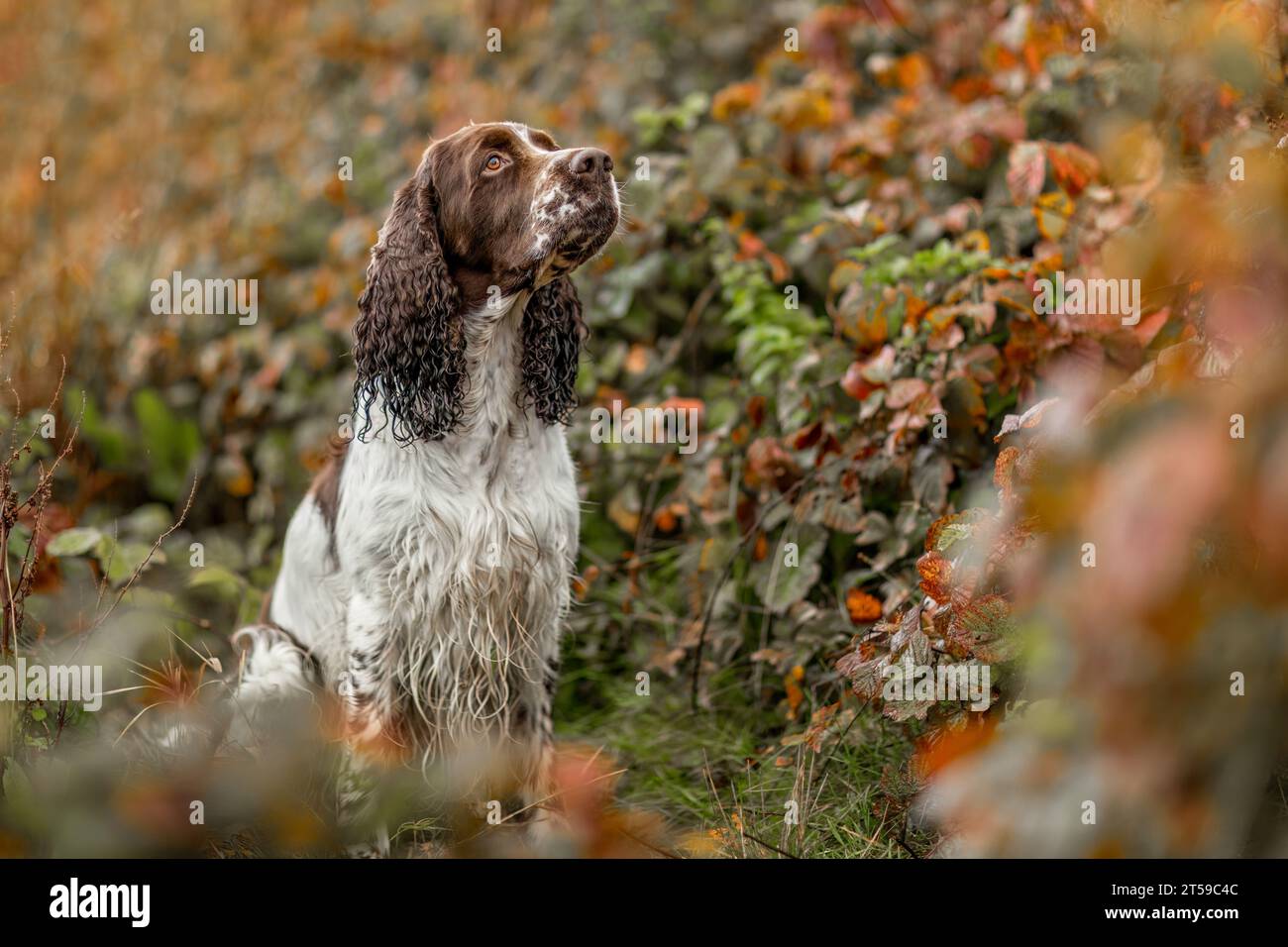 Portrait d'un vieux chien spaniel springer Cocker anglais en automne en plein air Banque D'Images Portrait d'un vieux chien spaniel springer Cocker anglais en automne en plein air Banque D'Images
