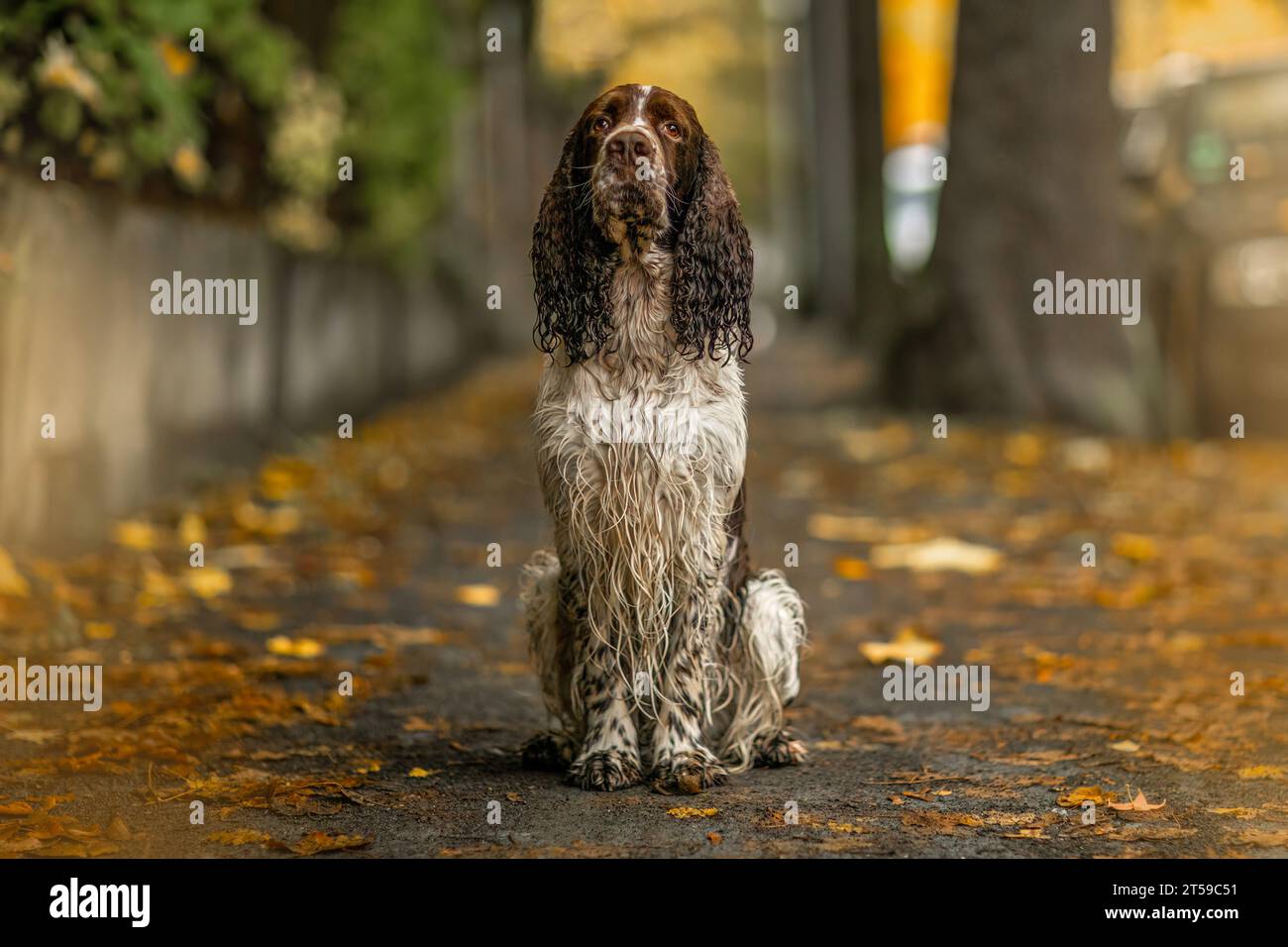 Portrait d'un vieux chien spaniel springer Cocker anglais en automne en plein air Banque D'Images Portrait d'un vieux chien spaniel springer Cocker anglais en automne en plein air Banque D'Images