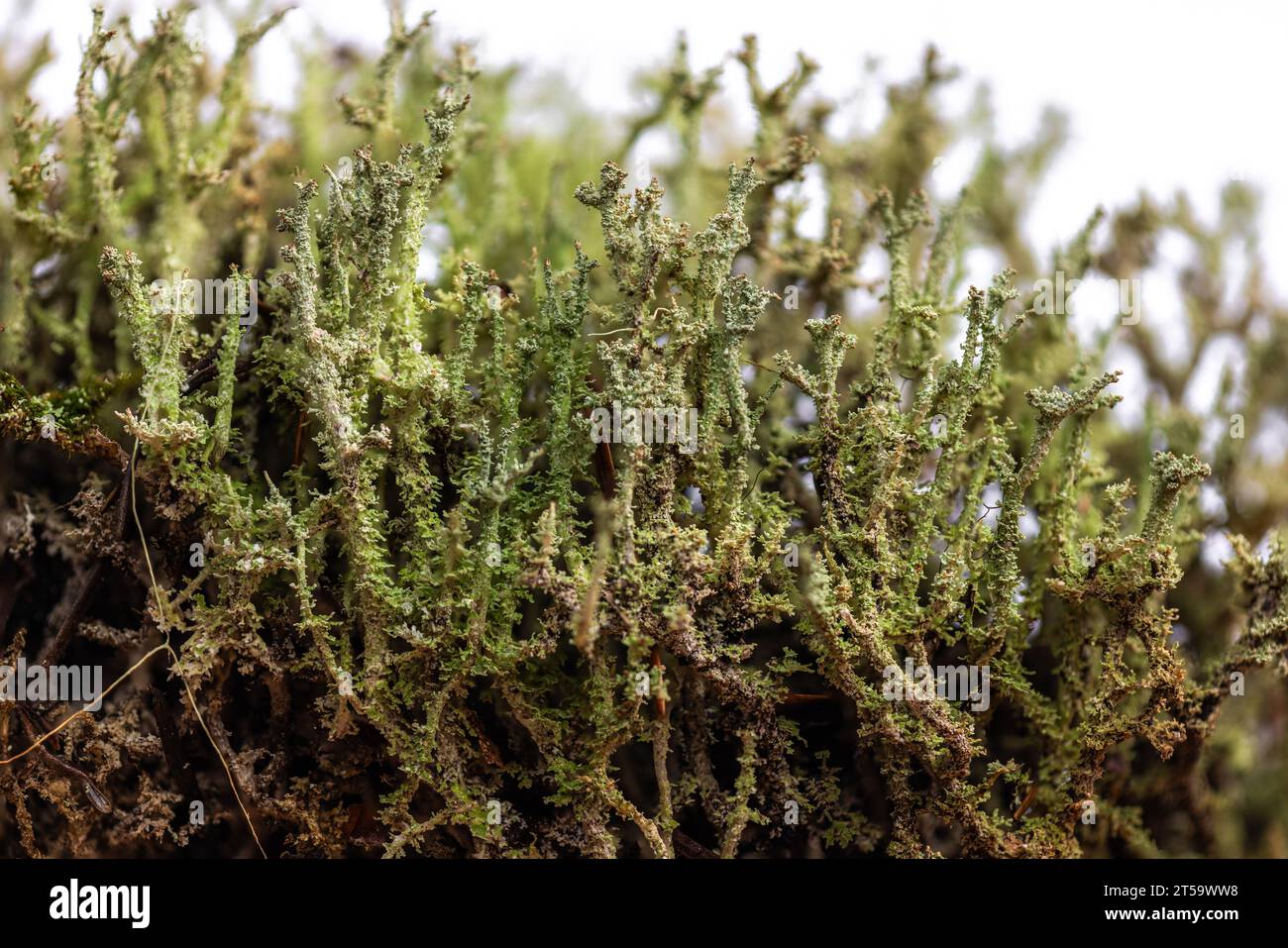 Gros plan de lichen soldat jouet ou de lichen tasse trouvé dans la forêt de l'Oregon Banque D'Images