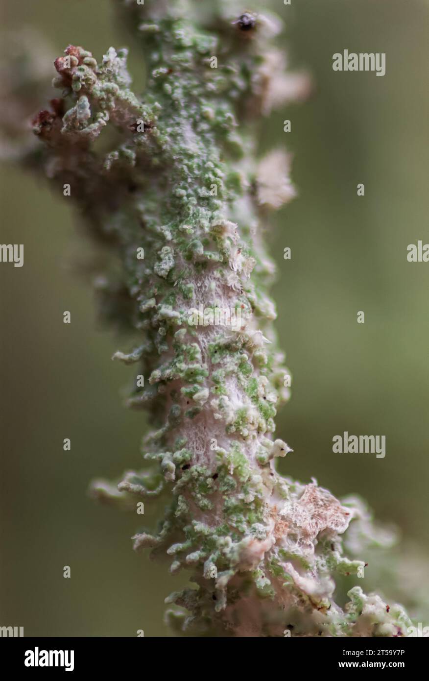 Gros plan extrême de lichen de soldat jouet ou de lichen de tasse trouvé dans la forêt de l'Oregon Banque D'Images