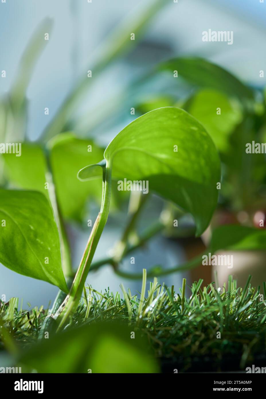 Gros plan nature feuille verte sur fond de verdure floue dans le jardin le matin avec la lumière du soleil. copier l'espace pour le texte comme plante verte naturelle de fond Banque D'Images