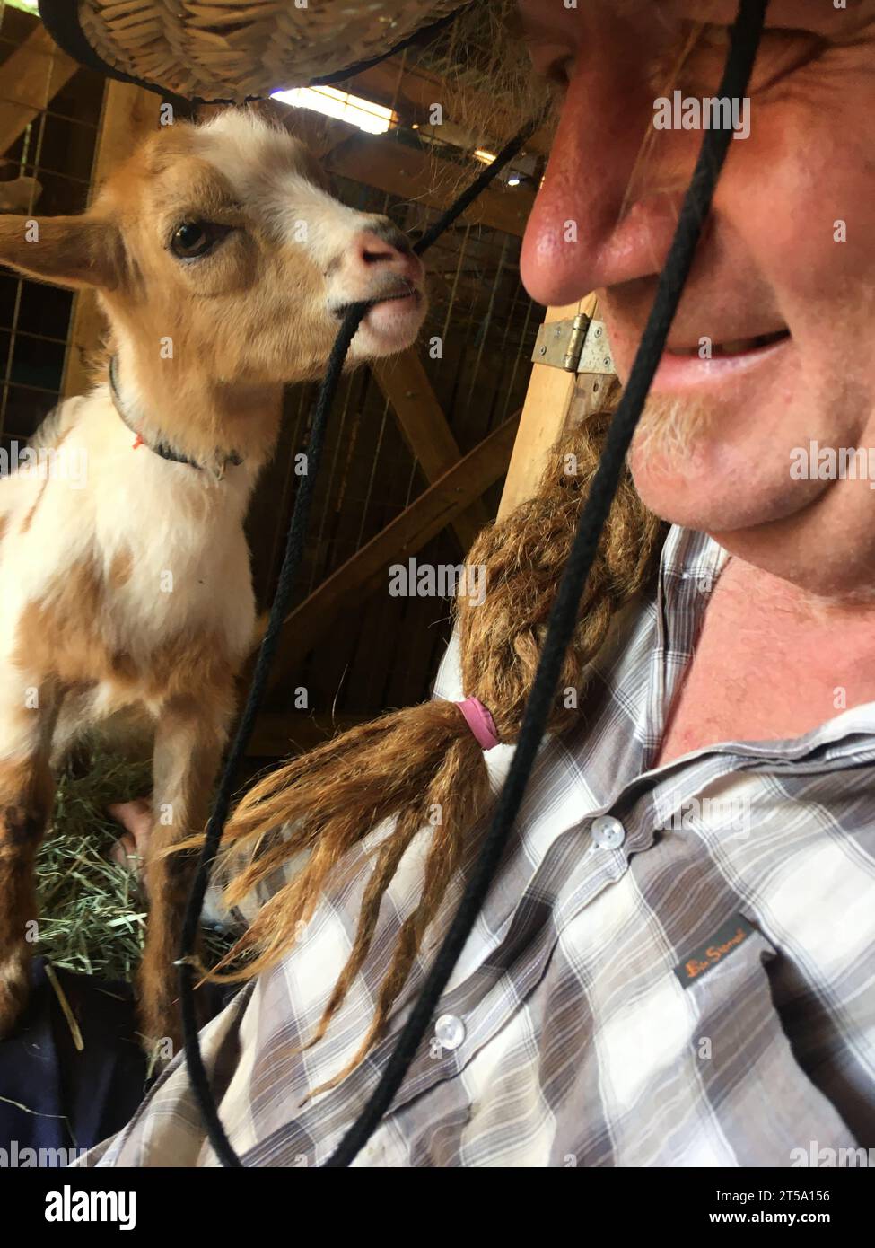 Bébé chèvre nain nigérian mâchant un chapeau d'homme, ferme de câlins de chèvres, près de Ravenshoe, Queensland, Australie. Pas de MR Banque D'Images