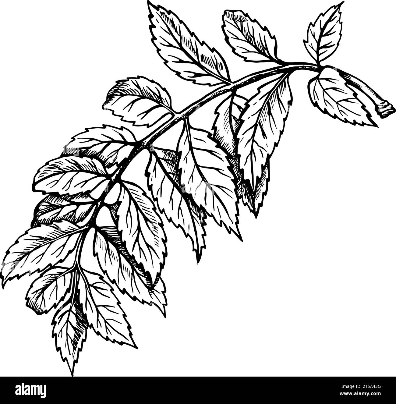 Rowan part. Graphiques vectoriels en noir et blanc. Isolé sur fond blanc. Elément de conception pour emballages, produits imprimés. Pour les bannières et les menus, Illustration de Vecteur