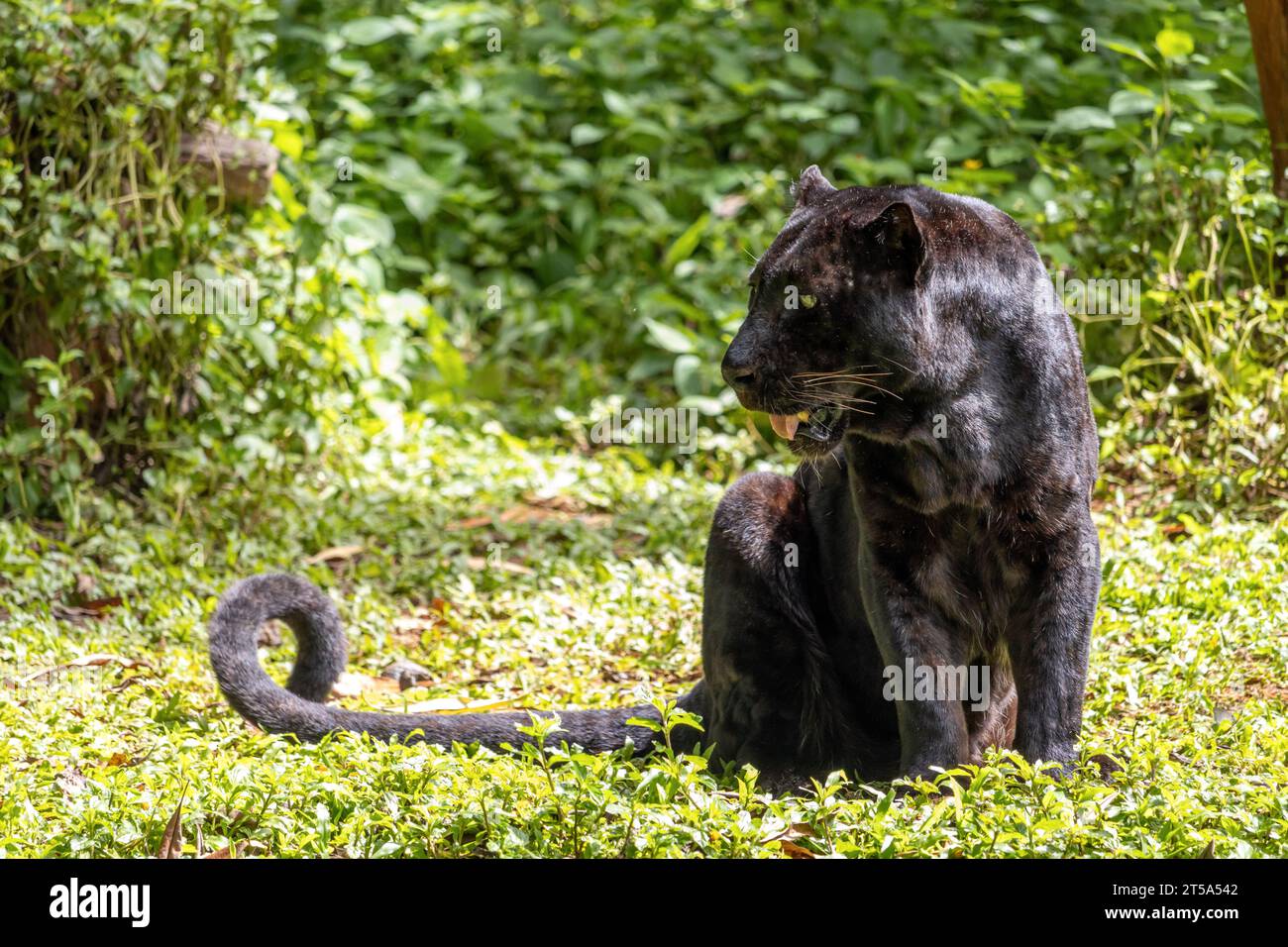 Le léopard noir d'Indochinois (Panthera pardus delacouri) se trouve dans une nature tropicale Banque D'Images