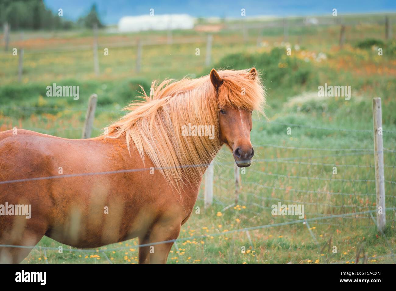 Cheval de jument adulte brun châtaignier sur pâturage en stallation à la campagne Banque D'Images