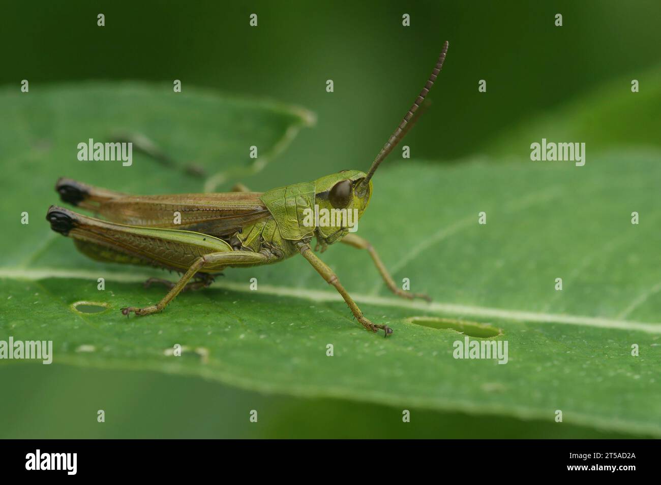 Gros plan naturel sur la sauterelle des prairies européennes, Pseudochorthippus parallelus Banque D'Images