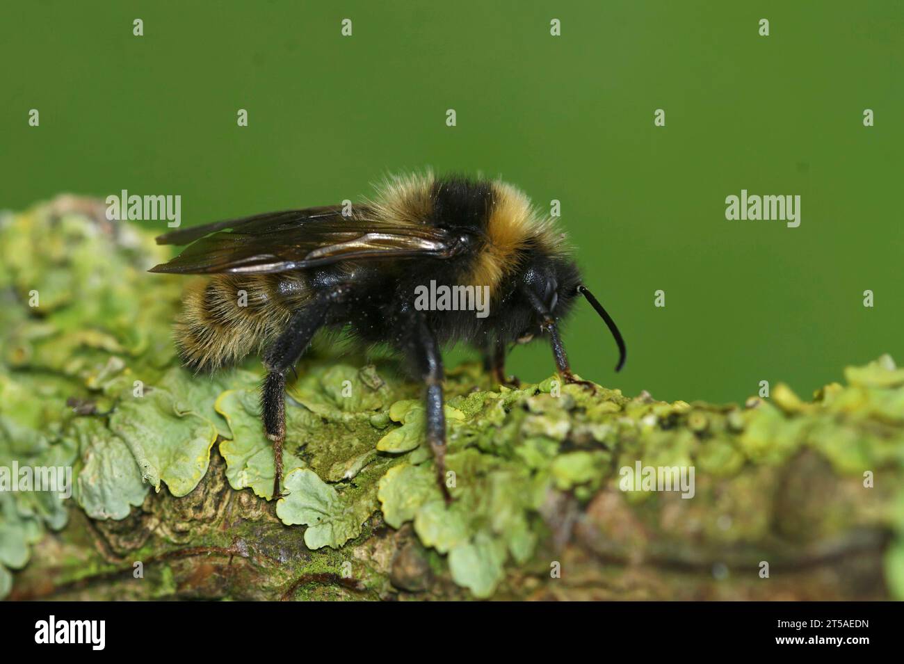Gros plan naturel sur une cleptoparasite champ Cuckoo-abeille , Bombus campestris assis sur une brindille Banque D'Images
