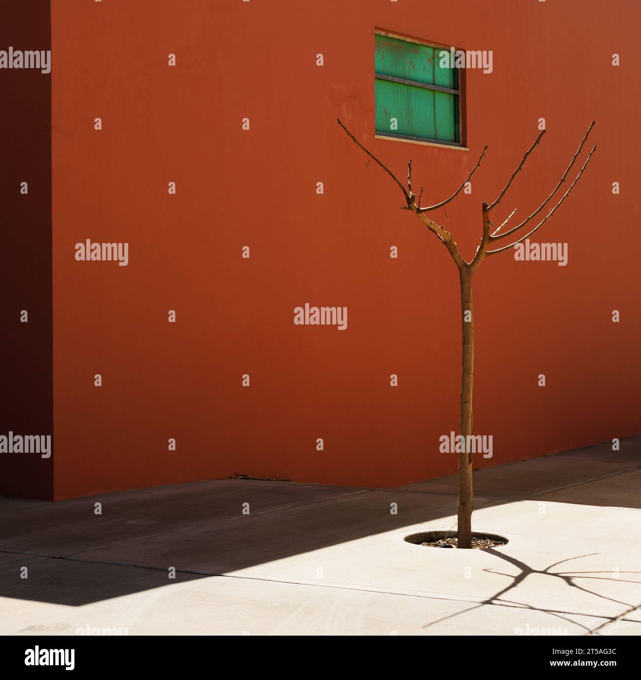 Un petit arbre et une maison rouge. Banque D'Images Un petit arbre et une maison rouge. Banque D'Images